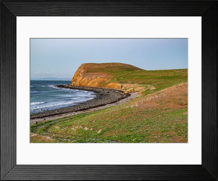 Framed Print : Magdalena Island, Magallanes Region, Punta Arenas, Chile, South America Framed Print : Magdalena Island, Magallanes Region, Punta Arenas, Chile, South America