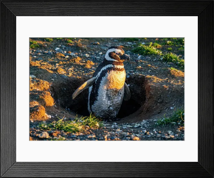 Framed Print : Magellanic penguin (Spheniscus magellanicus), Magdalena Island, Magallanes Region, Punta Arenas, Chile, South America Framed Print : Magellanic penguin (Spheniscus magellanicus), Magdalena Island, Magallanes Region, Punta Arenas, Chile, South America
