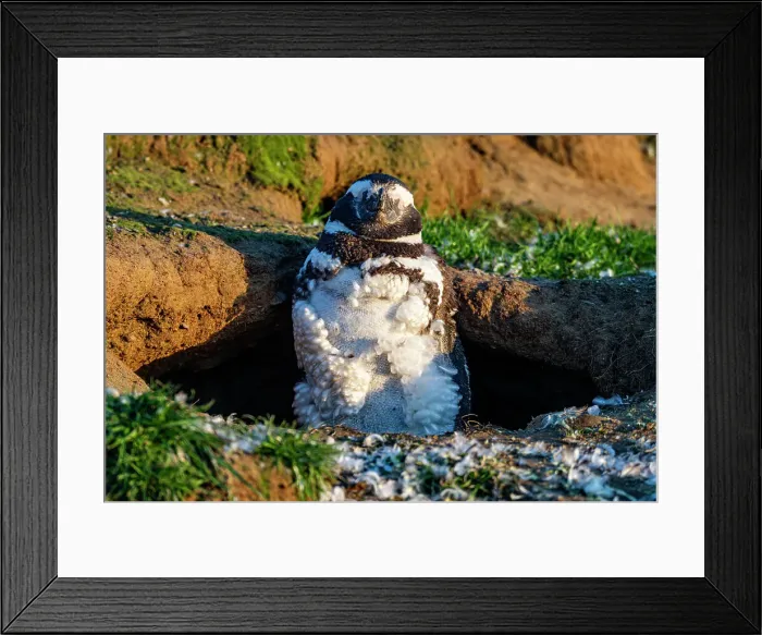 Framed Print : Magdalena Island, Magallanes Region, Punta Arenas, Chile, South America Framed Print : Magdalena Island, Magallanes Region, Punta Arenas, Chile, South America