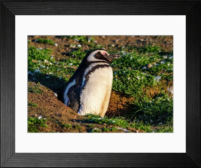 Framed Print : Magdalena Island, Magallanes Region, Punta Arenas, Chile, South America Framed Print : Magdalena Island, Magallanes Region, Punta Arenas, Chile, South America