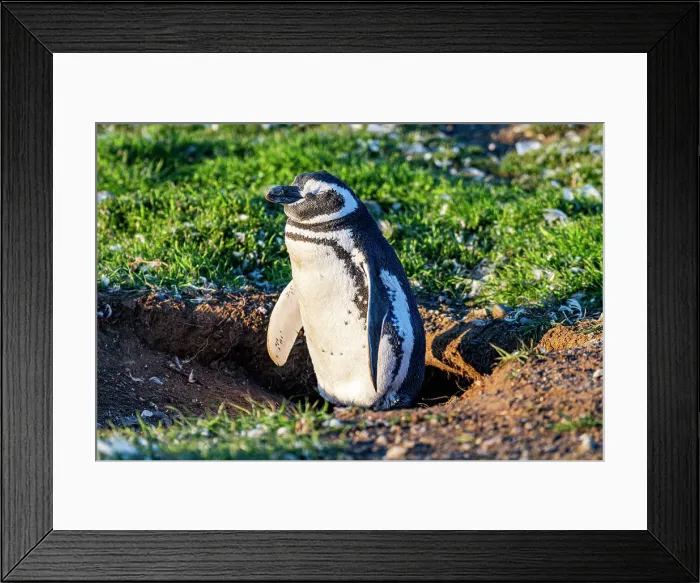 Framed Print : Magdalena Island, Magallanes Region, Punta Arenas, Chile, South America