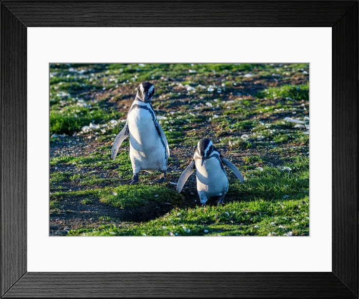 Framed Print : Magdalena Island, Magallanes Region, Punta Arenas, Chile, South America Framed Print : Magdalena Island, Magallanes Region, Punta Arenas, Chile, South America