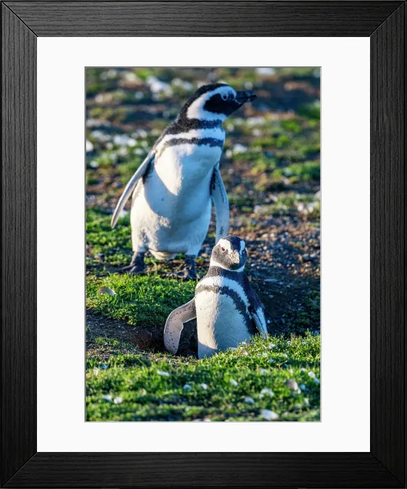 Framed Print : Magdalena Island, Magallanes Region, Punta Arenas, Chile, South America Framed Print : Magdalena Island, Magallanes Region, Punta Arenas, Chile, South America