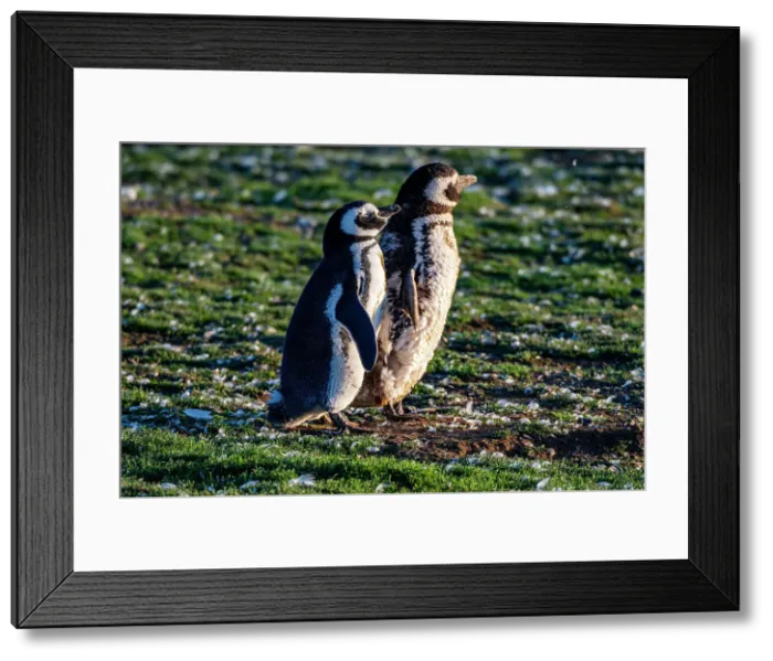 Framed Print : Magdalena Island, Magallanes Region, Punta Arenas, Chile, South America Framed Print : Magdalena Island, Magallanes Region, Punta Arenas, Chile, South America