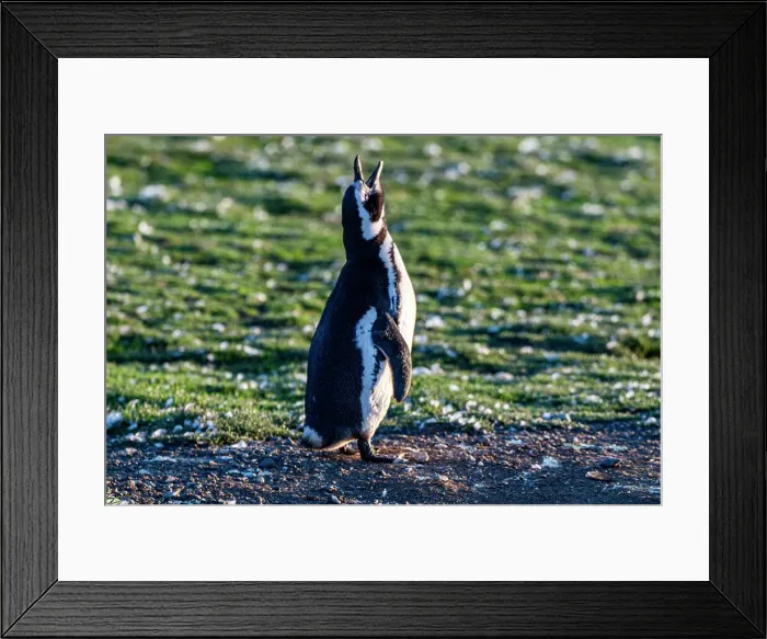 Framed Print : Magdalena Island, Magallanes Region, Punta Arenas, Chile, South America Framed Print : Magdalena Island, Magallanes Region, Punta Arenas, Chile, South America