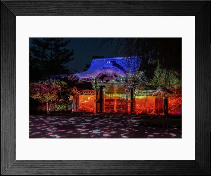 Framed Print : Night time illumination at temples during the cherry blossom (sakura) season and festivals in Kyoto, Honshu, Japan, Asia Framed Print : Night time illumination at temples during the cherry blossom (sakura) season and festivals in Kyoto, Honshu, Japan, Asia