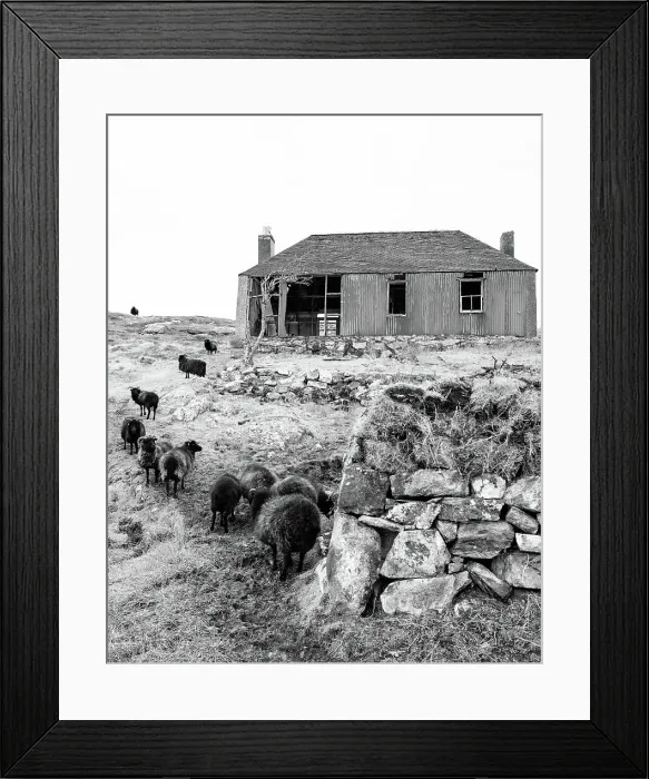 Framed Print : A flock of black sheep and derelict building on the Isle of Scalpay, Outer Hebrides, Scotland, United Kingdom, Europe Framed Print : A flock of black sheep and derelict building on the Isle of Scalpay, Outer Hebrides, Scotland, United Kingdom, Europe