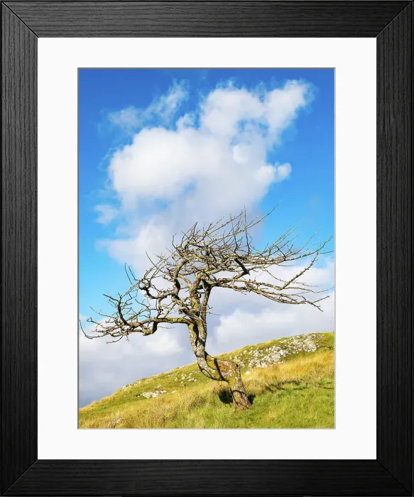 Framed Print : A lone tree on the Isle of Lewis, Outer Hebrides, Scotland, United Kingdom, Europe Framed Print : A lone tree on the Isle of Lewis, Outer Hebrides, Scotland, United Kingdom, Europe