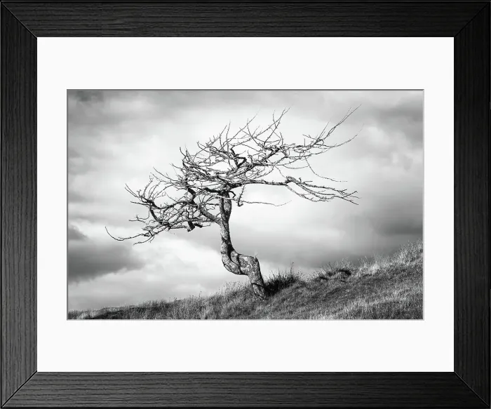 Framed Print : A lone tree on the Isle of Lewis, Outer Hebrides, Scotland, United Kingdom, Europe Framed Print : A lone tree on the Isle of Lewis, Outer Hebrides, Scotland, United Kingdom, Europe