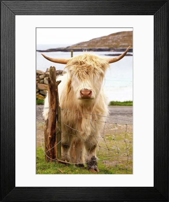 Framed Print : Highland cattle in Huisinish (Hushinish), Isle of Harris, Outer Hebrides, Scotland, United Kingdom, Europe Framed Print : Highland cattle in Huisinish (Hushinish), Isle of Harris, Outer Hebrides, Scotland, United Kingdom, Europe