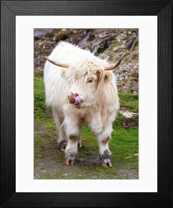 Framed Print : Highland cattle in Huisinish (Hushinish), Isle of Harris, Outer Hebrides, Scotland, United Kingdom, Europe Framed Print : Highland cattle in Huisinish (Hushinish), Isle of Harris, Outer Hebrides, Scotland, United Kingdom, Europe