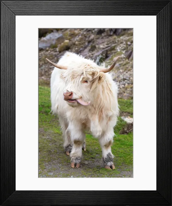 Framed Print : Highland cattle in Huisinish (Hushinish), Isle of Harris, Outer Hebrides, Scotland, United Kingdom, Europe Framed Print : Highland cattle in Huisinish (Hushinish), Isle of Harris, Outer Hebrides, Scotland, United Kingdom, Europe
