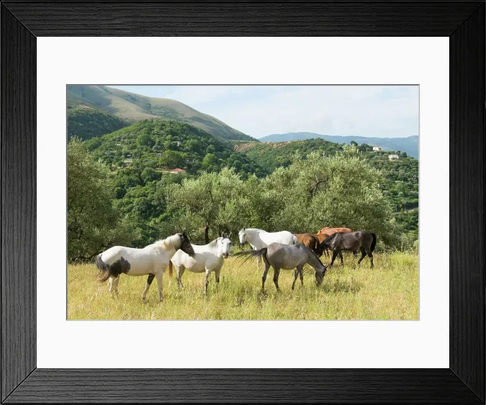 Framed Print : Horses with freedom to roam, mountain road from Saranda to Gjirokaster, Albania, Europe Framed Print : Horses with freedom to roam, mountain road from Saranda to Gjirokaster, Albania, Europe