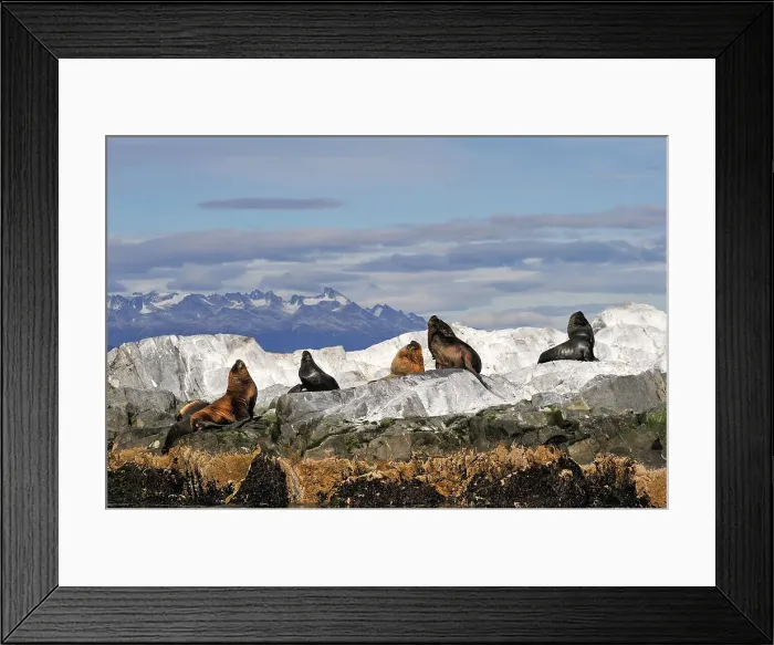 Framed Print : Sea lions (Otaria flavescens) in the Beagle Channel, Ushuaia, Tierra del Fuego, Patagonia, Argentina, South America Framed Print : Sea lions (Otaria flavescens) in the Beagle Channel, Ushuaia, Tierra del Fuego, Patagonia, Argentina, South America