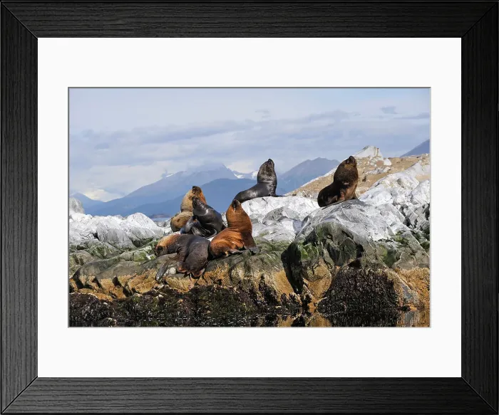 Framed Print : Sea lions (Otaria flavescens) in the Beagle Channel, Ushuaia, Tierra del Fuego, Patagonia, Argentina, South America Framed Print : Sea lions (Otaria flavescens) in the Beagle Channel, Ushuaia, Tierra del Fuego, Patagonia, Argentina, South America