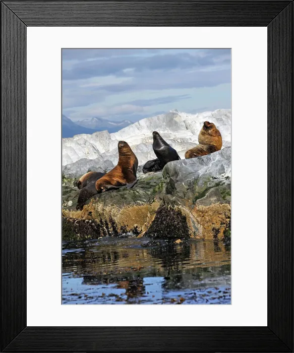 Framed Print : Sea lions (Otaria flavescens) in the Beagle Channel, Ushuaia, Tierra del Fuego, Patagonia, Argentina, South America