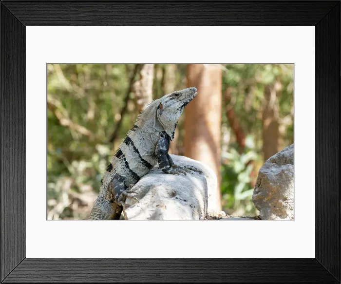 Framed Print : Black Spiny-tailed Iguana (Ctenosaura similis), Chichen Itza, Yucatan, Mexico, North America Framed Print : Black Spiny-tailed Iguana (Ctenosaura similis), Chichen Itza, Yucatan, Mexico, North America