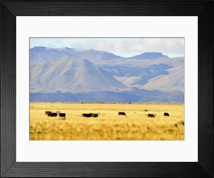 Framed Print : Cattle in the pampas around El Calafate, Patagonia, Argentina, South America Framed Print : Cattle in the pampas around El Calafate, Patagonia, Argentina, South America
