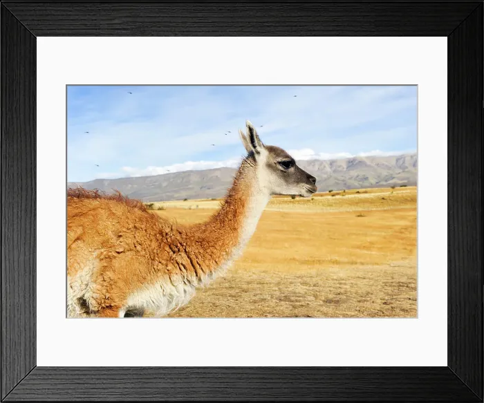 Framed Print : Guanaco, around El Calafate, Patagonia, Argentina, South America Framed Print : Guanaco, around El Calafate, Patagonia, Argentina, South America
