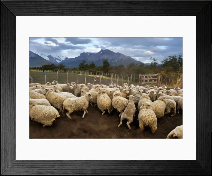 Framed Print : Flock of sheep, Estancia Nibepo Aike on the Argentino lakeshore, around El Calafate, Patagonia, Argentina, South America Framed Print : Flock of sheep, Estancia Nibepo Aike on the Argentino lakeshore, around El Calafate, Patagonia, Argentina, South America