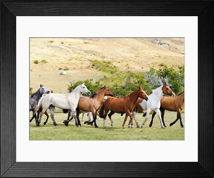 Framed Print : Horse gathering, Estancia Nibepo Aike on the Argentino lakeshore, around El Calafate, Patagonia, Argentina, South America Framed Print : Horse gathering, Estancia Nibepo Aike on the Argentino lakeshore, around El Calafate, Patagonia, Argentina, South America