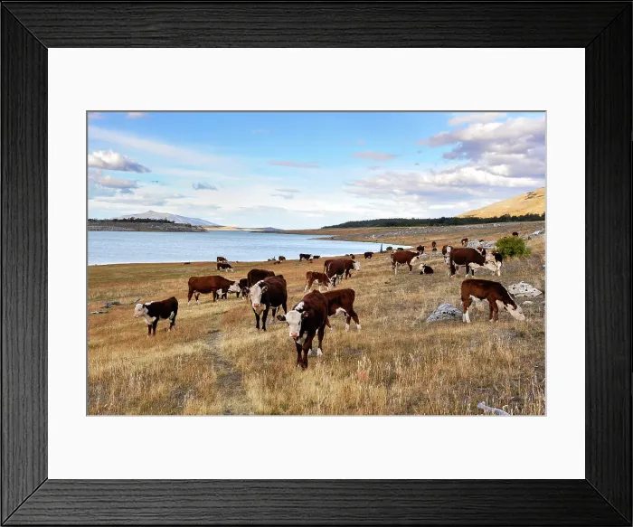 Framed Print : Herd of cows, Estancia Nibepo Aike on the Argentino lakeshore, around El Calafate, Patagonia, Argentina, South America Framed Print : Herd of cows, Estancia Nibepo Aike on the Argentino lakeshore, around El Calafate, Patagonia, Argentina, South America