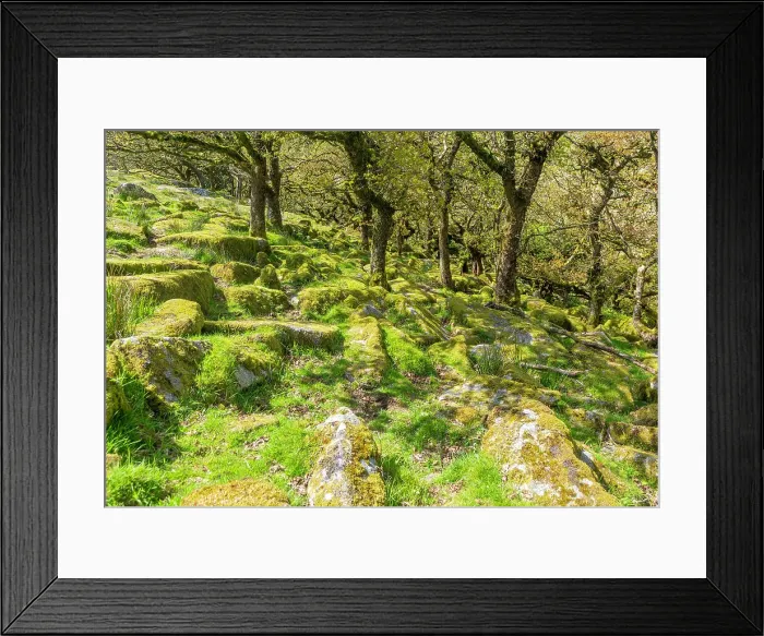Framed Print : Trees in upland oakwood, moss covered granite boulders, Wistman's Wood, Dartmoor, south Devon, England, United Kingdom, Europe Framed Print : Trees in upland oakwood, moss covered granite boulders, Wistman's Wood, Dartmoor, south Devon, England, United Kingdom, Europe