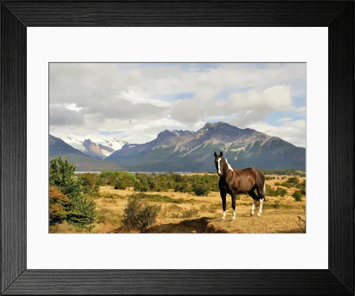 Framed Print : Horse in Estancia Nibepo Aike on the Argentino lakeshore, around El Calafate, Patagonia, Argentina, South America Framed Print : Horse in Estancia Nibepo Aike on the Argentino lakeshore, around El Calafate, Patagonia, Argentina, South America