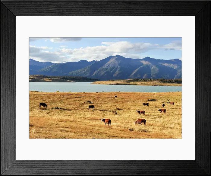 Framed Print : Herd of cows, Estancia Nibepo Aike on the Argentino lakeshore, around El Calafate, Patagonia, Argentina, South America