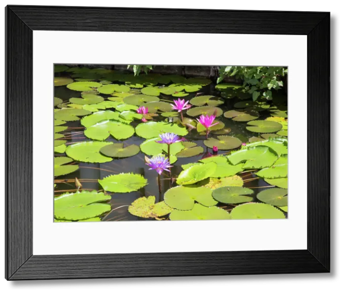 Framed Print : Nil Manel (blue water lily) (Nymphaea stellata) (Nymphaea nouchali) with pink flowers, Dambulla, Sri Lanka, Asia Framed Print : Nil Manel (blue water lily) (Nymphaea stellata) (Nymphaea nouchali) with pink flowers, Dambulla, Sri Lanka, Asia