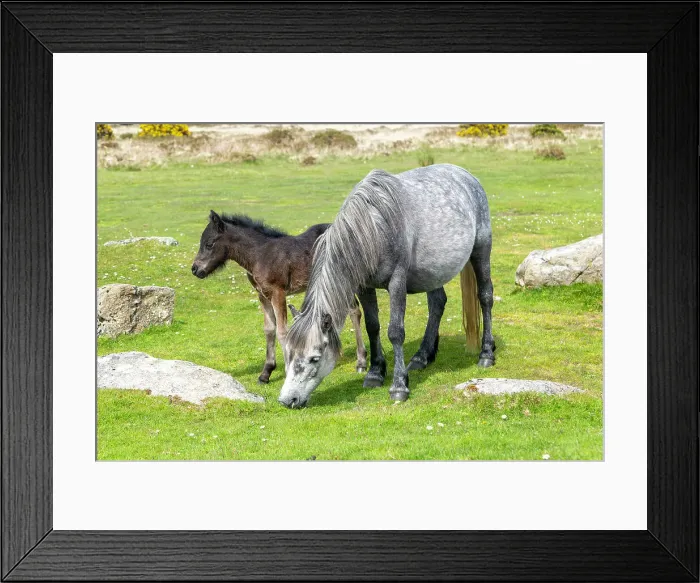 Framed Print : Mare and foal Dartmoor ponies, Dartmoor National Park, near Combestone Tor, Devon, England, United Kingdom, Europe Framed Print : Mare and foal Dartmoor ponies, Dartmoor National Park, near Combestone Tor, Devon, England, United Kingdom, Europe