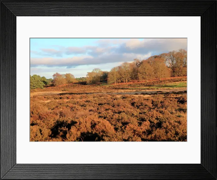 Framed Print : Winter landscape of deciduous trees and heather plants on heathland, Sutton Heath, Suffolk, England, United Kingdom, Europe Framed Print : Winter landscape of deciduous trees and heather plants on heathland, Sutton Heath, Suffolk, England, United Kingdom, Europe