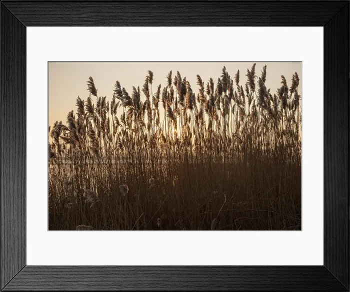 Framed Print : Reeds winter sunset, River Deben, Ramsholt, Suffolk, England, United Kingdom, Europe Framed Print : Reeds winter sunset, River Deben, Ramsholt, Suffolk, England, United Kingdom, Europe