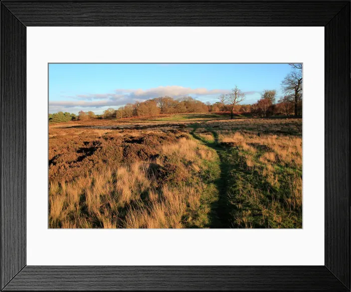 Framed Print : Winter landscape of deciduous trees and heather plants on heathland, Sutton Heath, Suffolk, England, United Kingdom, Europe Framed Print : Winter landscape of deciduous trees and heather plants on heathland, Sutton Heath, Suffolk, England, United Kingdom, Europe