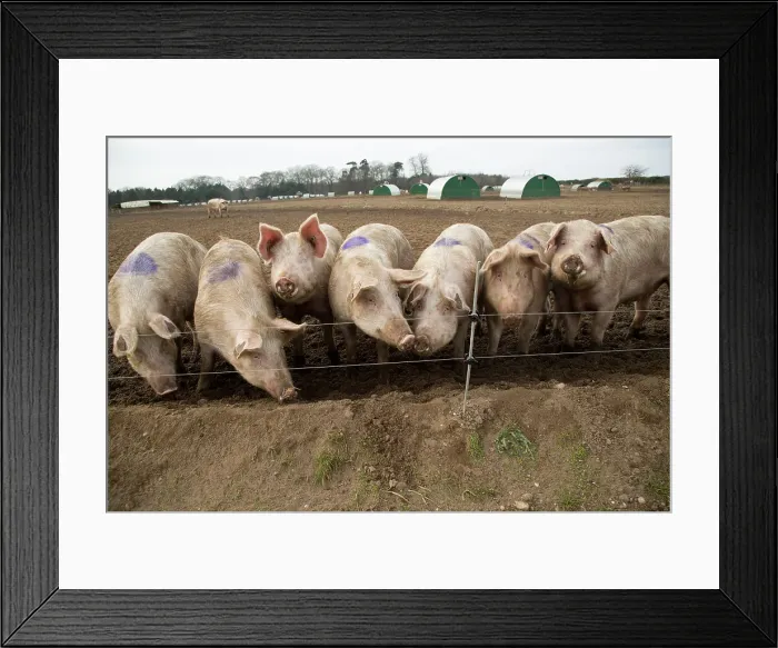 Framed Print : Free range pig farming, pork production, Shottisham, Suffolk, England, United Kingdom, Europe Framed Print : Free range pig farming, pork production, Shottisham, Suffolk, England, United Kingdom, Europe
