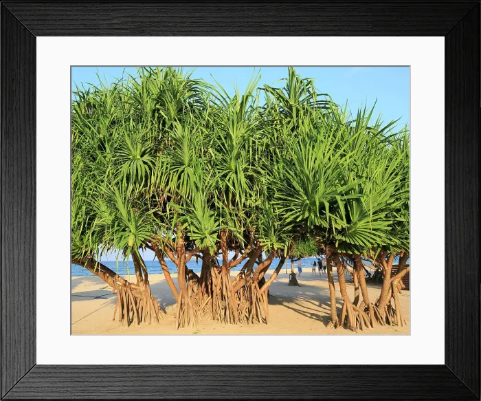 Framed Print : Pandanus palm trees growing on sandy beach, Nilavelli Trincomalee, Sri Lanka, Asia