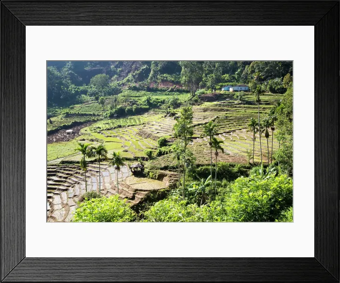 Framed Print : Paddy field rice farming terraces, Ella, Badulla District, Uva Province, Sri Lanka, Asia Framed Print : Paddy field rice farming terraces, Ella, Badulla District, Uva Province, Sri Lanka, Asia