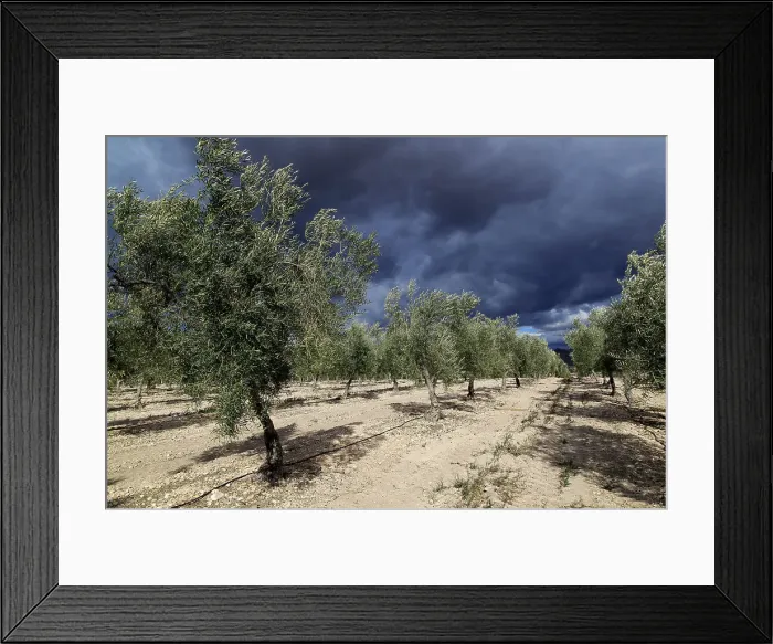 Framed Print : Landscape of dramatic storm clouds over olive trees, Uleila del Campo, Almeria, Andalusia, Spain, Europe