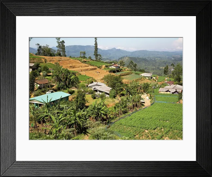Framed Print : Landscape view of intensively cultivated valley sides, near Nuwara Eliya, Central Province, Sri Lanka, Asia Framed Print : Landscape view of intensively cultivated valley sides, near Nuwara Eliya, Central Province, Sri Lanka, Asia