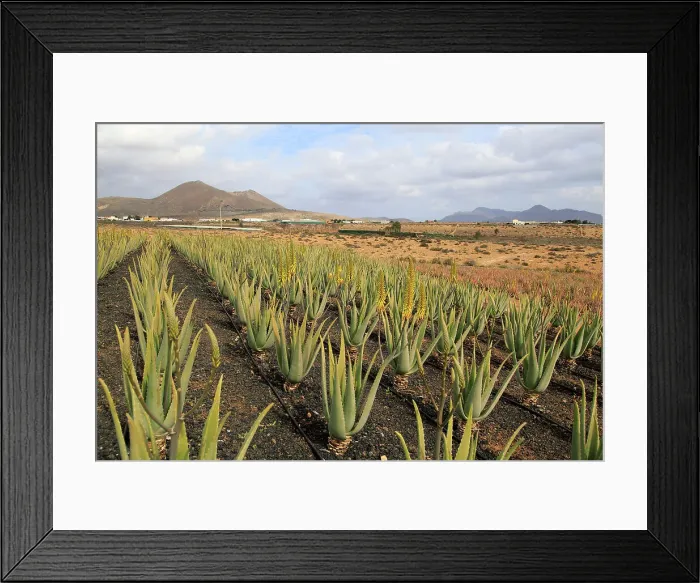 Framed Print : Aloe vera plants commercial cultivation, Tiscamanita, Fuerteventura, Canary Islands, Spain, Atlantic, Europe Framed Print : Aloe vera plants commercial cultivation, Tiscamanita, Fuerteventura, Canary Islands, Spain, Atlantic, Europe