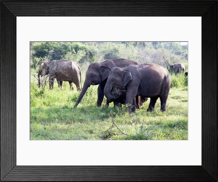 Framed Print : Wild elephants in Hurulu Eco Park biosphere reserve, Habarana, Anuradhapura District, Sri Lanka, Asia Framed Print : Wild elephants in Hurulu Eco Park biosphere reserve, Habarana, Anuradhapura District, Sri Lanka, Asia