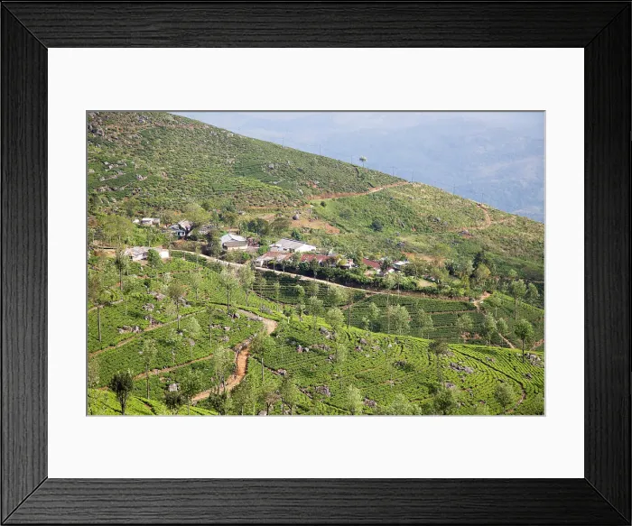 Framed Print : View over tea estate plantation, Haputale, Badulla District, Uva Province, Sri Lanka, Asia