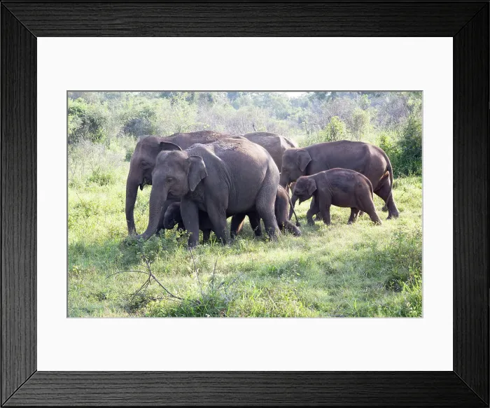 Framed Print : Wild elephants in Hurulu Eco Park biosphere reserve, Habarana, Anuradhapura District, Sri Lanka, Asia Framed Print : Wild elephants in Hurulu Eco Park biosphere reserve, Habarana, Anuradhapura District, Sri Lanka, Asia