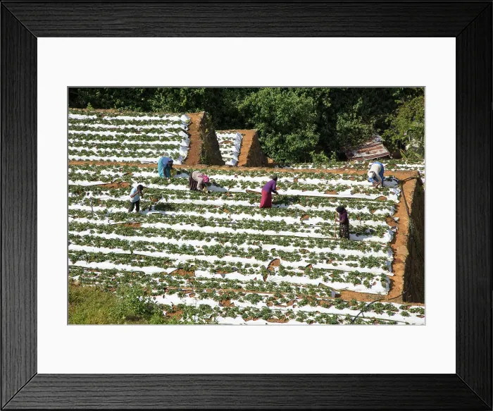 Framed Print : Vegetable farming, Nuwara Eliya, Central Province, Sri Lanka, Asia Framed Print : Vegetable farming, Nuwara Eliya, Central Province, Sri Lanka, Asia