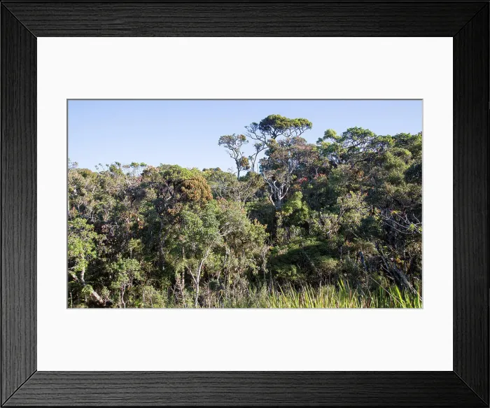 Framed Print : Cloud forest environment Horton Plains National Park, Sri Lanka, Asia Framed Print : Cloud forest environment Horton Plains National Park, Sri Lanka, Asia