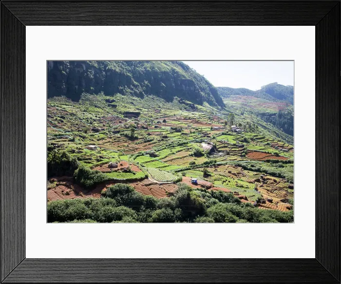 Framed Print : Landscape view of intensively cultivated valley sides, Ramboda, near Nuwara Eliya, Central Province, Sri Lanka, Asia Framed Print : Landscape view of intensively cultivated valley sides, Ramboda, near Nuwara Eliya, Central Province, Sri Lanka, Asia