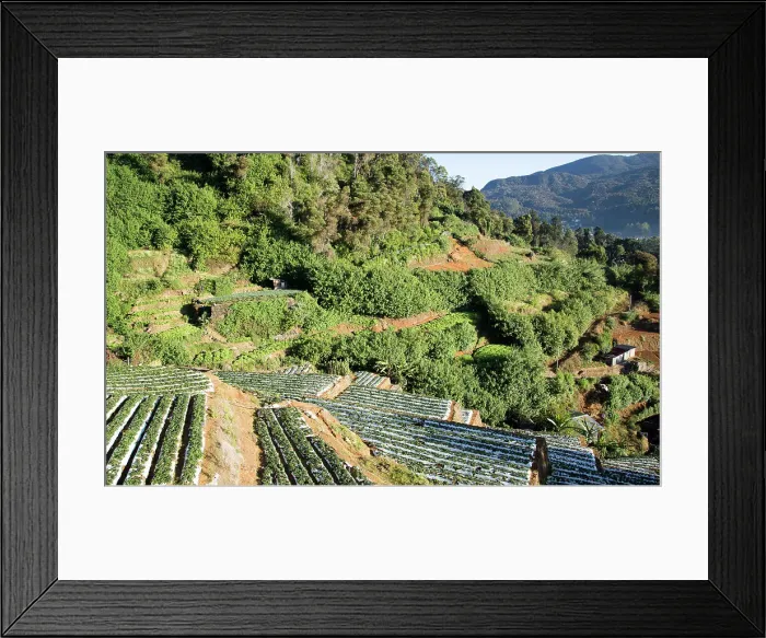 Framed Print : Terraces of vegetable crops near the town of Nuwara Eliya, Central Province, Sri Lanka Framed Print : Terraces of vegetable crops near the town of Nuwara Eliya, Central Province, Sri Lanka
