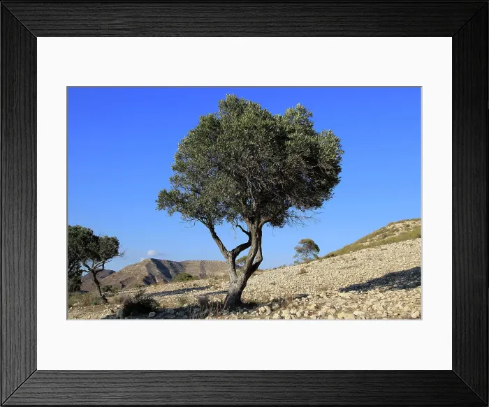 Framed Print : Olive tree in semi desert area near Rodalquilar, Cabo de Gata natural park, Almeria, Andalusia, Spain, Europe