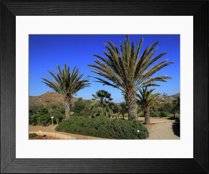 Framed Print : Botanical gardens at Rodalquilar, Cabo de Gata natural park, Almeria, Andalusia, Spain, Europe Framed Print : Botanical gardens at Rodalquilar, Cabo de Gata natural park, Almeria, Andalusia, Spain, Europe