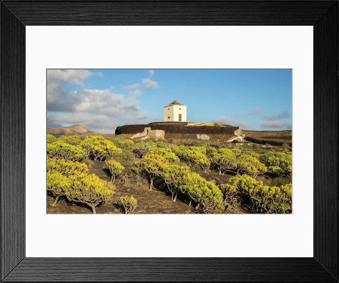 Framed Print : Molino Viejo windmill landscape Kleinia Nerifolia plants, Yaiza Lanzarote, Canary Islands, Spain, Atlantic, Europe Framed Print : Molino Viejo windmill landscape Kleinia Nerifolia plants, Yaiza Lanzarote, Canary Islands, Spain, Atlantic, Europe